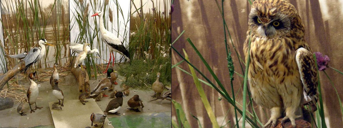 Natural Sciences Exposition - Šariš museum in Bardejov - Slovakia