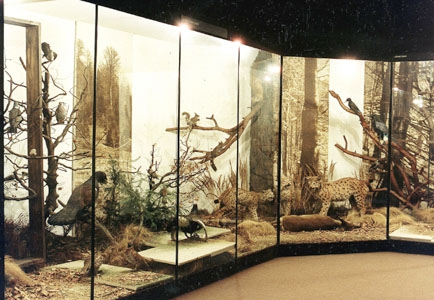 Natural Sciences Exposition - Šariš museum in Bardejov