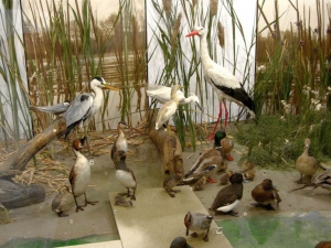 Natural Sciences Exposition - Šariš museum in Bardejov